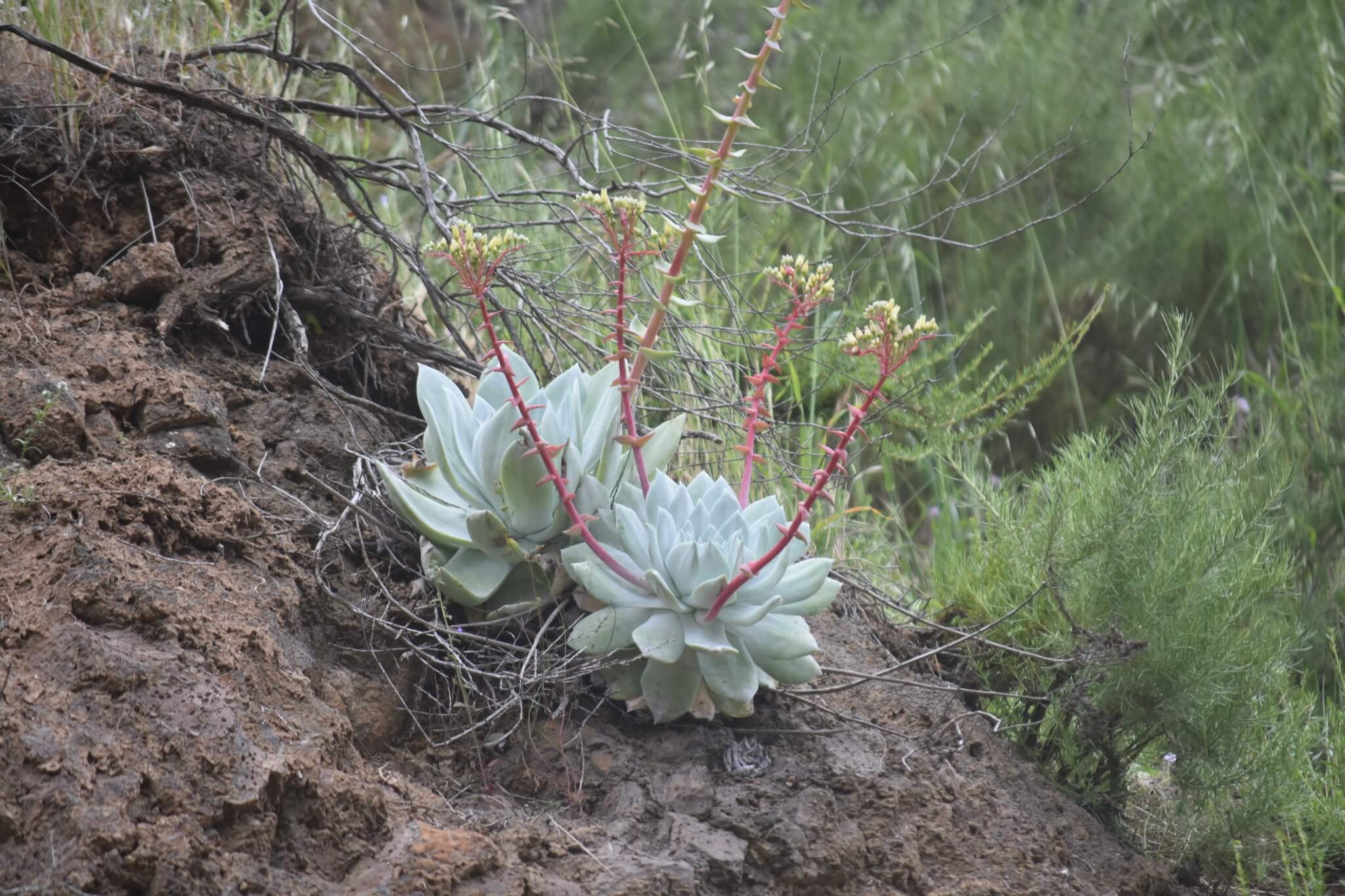 Dudleya brittonii